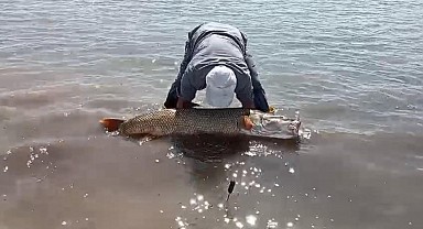 Elazığ’da amatör balıkçılar 65 kilo ağırlığında turna balığı yakaladı