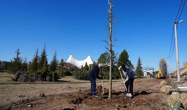 Eskişehir Sazova Parkı'nda kavakların yerini çınarlar alıyor