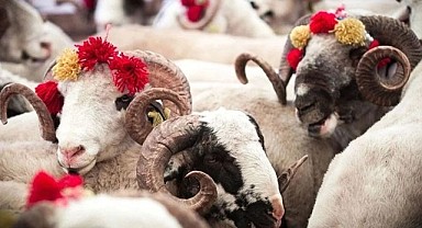 Hayvan Fiyatlarında Dikkat Çeken Yükseliş