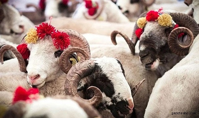 Hayvan Fiyatlarında Dikkat Çeken Yükseliş