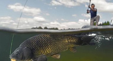 İç sularda sazangiller için av yasağı başladı