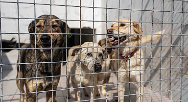 İzmir Bornova'da can dostlara büyük destek