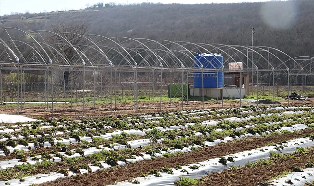 Kocaeli İzmit Belediyesi sebze serası kuruyor