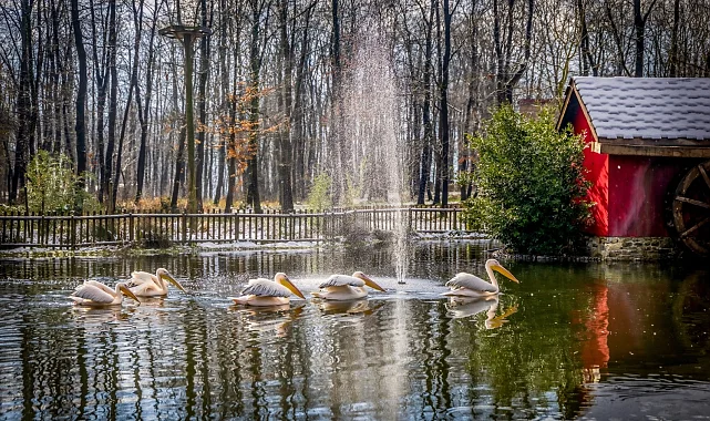 Kocaeli'de Ormanya ve Kuzuyayla ziyaretçilere hazır