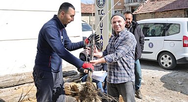 Kütahya'da yerel kiraz türleri toprakla buluşacak