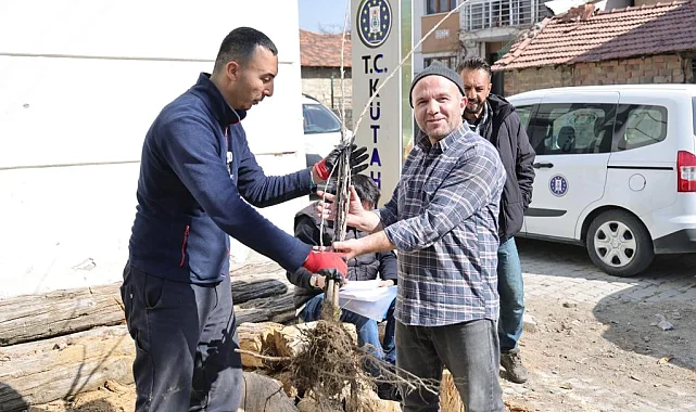 Kütahya'da yerel kiraz türleri toprakla buluşacak