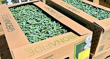 Manisa Gördes'te üreticinin yüzü güldü... Fideler bereketli toprakla buluşuyor