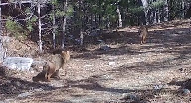 Ormanda altın çakallar fotokapana yansıdı