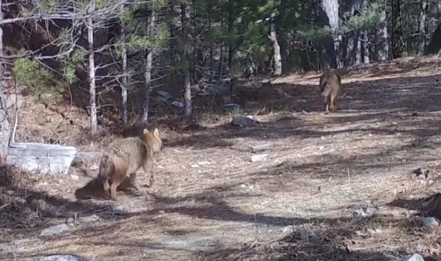 Ormanda altın çakallar fotokapana yansıdı
