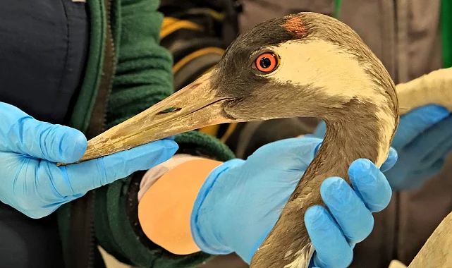 Sakarya'da bulunan yaralı turna, Kocaeli'de yaşama tutundu