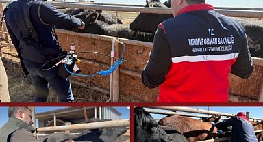 Şap aşısında iğnesiz uygulama deneniyor