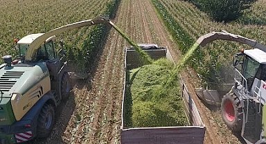 TİGEM'den bin 500 tonluk mısır silaj hizmeti ihalesi