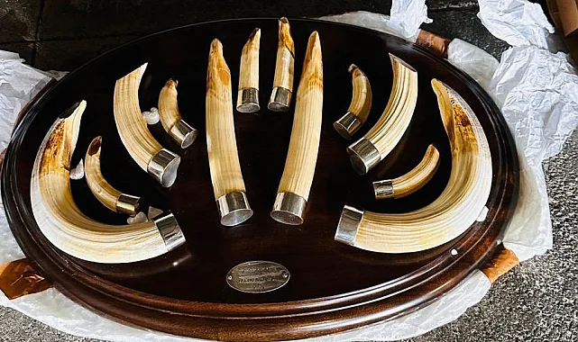 Trabzon'da yaban hayatı kaçakçılığı... 19 kargo ele geçirildi!