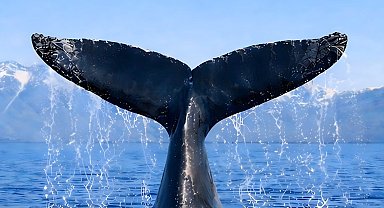 Türkiye, Uluslararası Balinacılık Komisyonu'nda