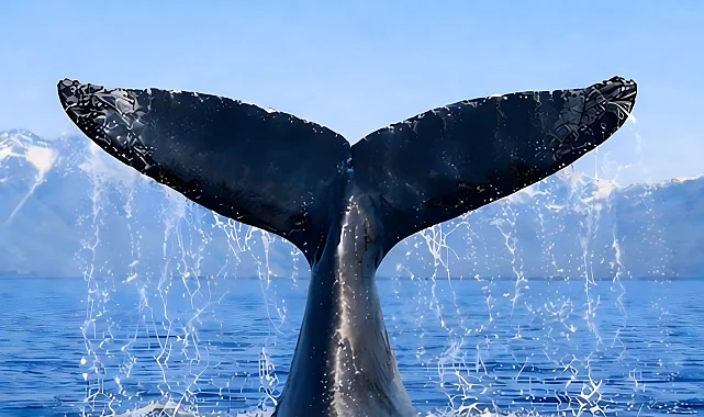 Türkiye, Uluslararası Balinacılık Komisyonu'nda