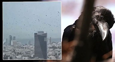 Uğursuzluk Mu? Kargalar Şehri Sardı