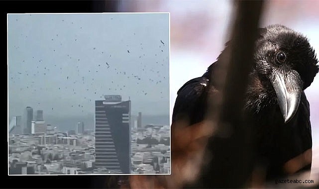 Uğursuzluk Mu? Kargalar Şehri Sardı