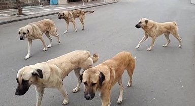 Yozgat'ta sahipli hayvanlara mikroçip zorunluluğu başladı