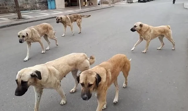 Yozgat'ta sahipli hayvanlara mikroçip zorunluluğu başladı