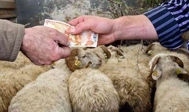 2026 Yılı Kurban Hizmetleri Tebliği 'Resmi'leşti... İstanbul'a kurbanlık girişleri 11 Mayıs'ta başlıyor