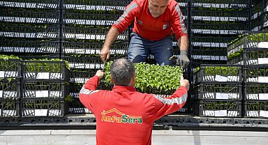 Ankara Büyükşehir'den çiftçilere 624 bin fide desteği