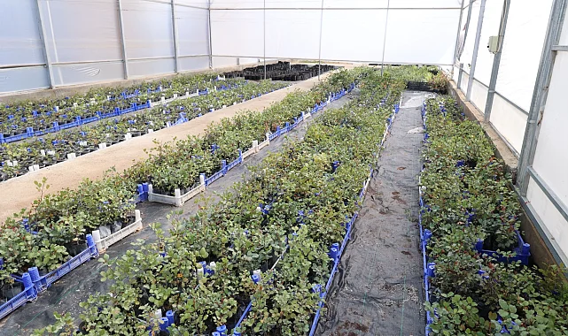 Antalya'da keçiboynuzu üreticisine fidan desteği