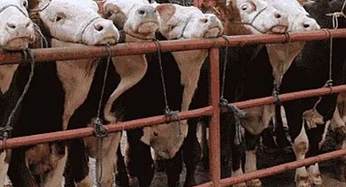 Balıkesir Gönen'de hayvan pazarlarına 'şap' tedbiri