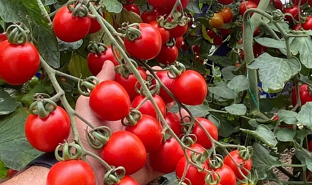 Balıkesir'de zincir markete 'fahiş fiyat' incelemesi... Zincir markette kokteyl domates vurgunu!