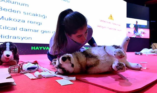 Başkent'te sokak hayvanlarına kapsamlı destek