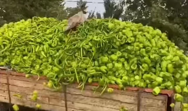 Bursa'daki "biber" görüntülerine bakanlıktan yalanlama