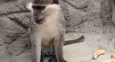 Denizli'de fırtınadan kaçan maymun yeniden korumaya alındı