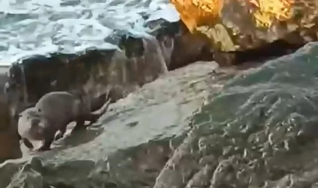 Düzce Akçakoca'da su samuru görüntülendi