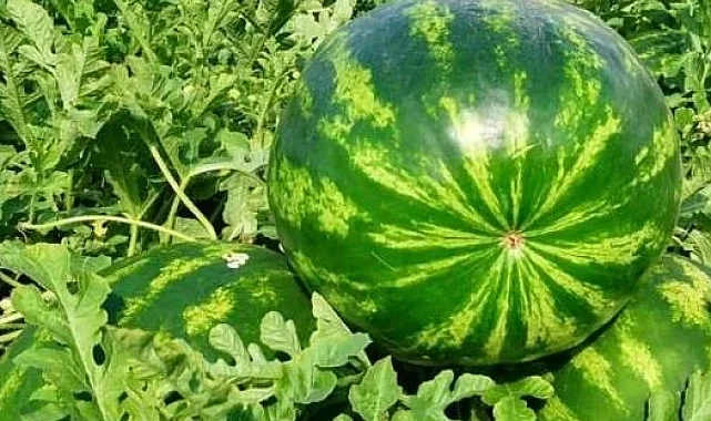 Edirne'de karpuz üretimine büyük destek