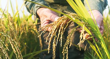 Edirne'de Uluslararası Çeltik Çalıştayı başlıyor
