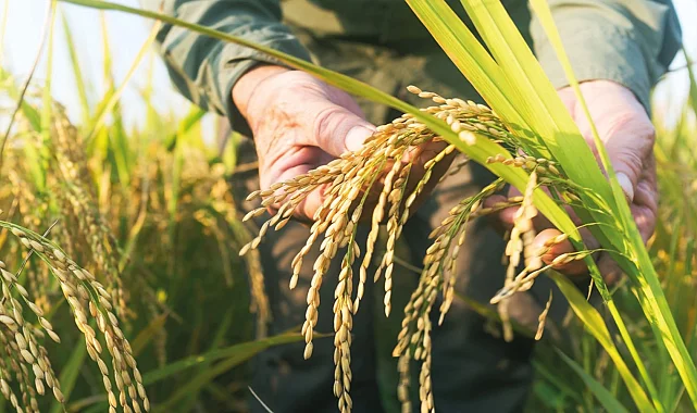 Edirne'de Uluslararası Çeltik Çalıştayı başlıyor