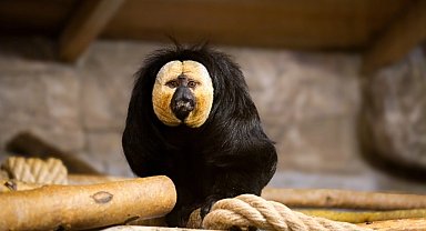 Eskişehir Hayvanat Bahçesi'ne 30 yeni tür kazandırıldı