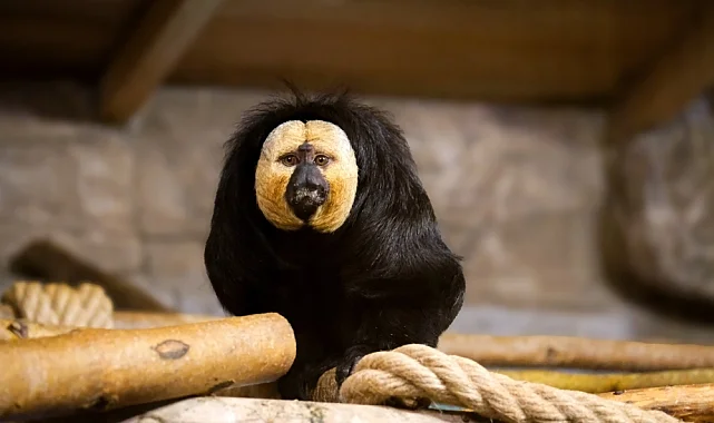 Eskişehir Hayvanat Bahçesi'ne 30 yeni tür kazandırıldı