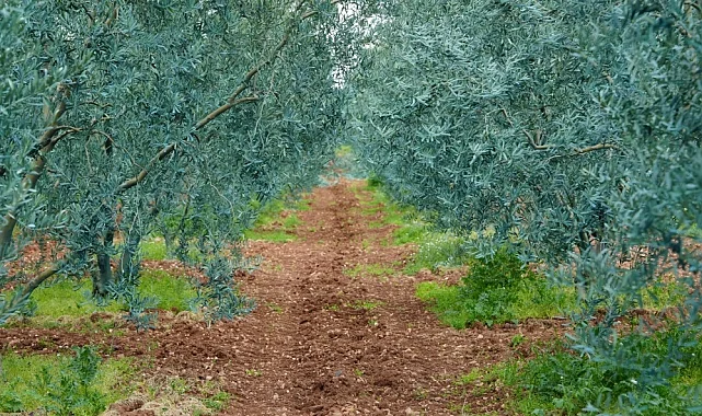 Eskişehir'de 'Dorlion Zeytinyağı' kalitesini ödüllerle tescilledi