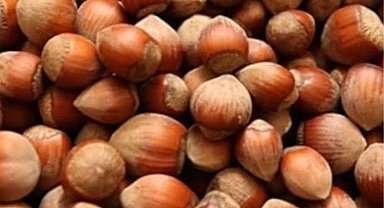 Fındık üreticisi zor durumda!