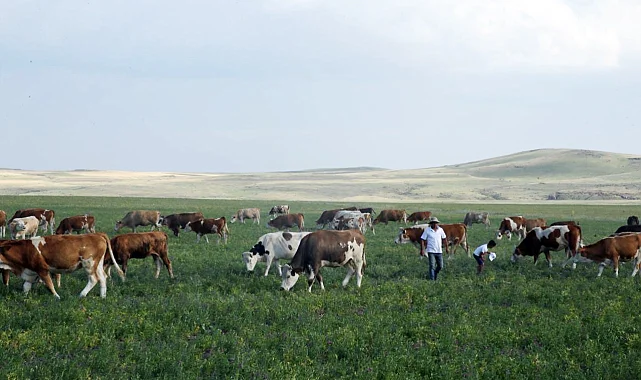 Kars Ani'de meralar yasaklandı mı? Açıklama geldi