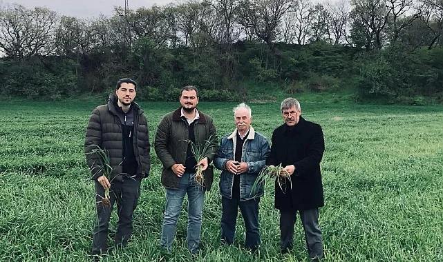 Keşan'da yağışlar verimi artırdı, hastalık riskini büyüttü