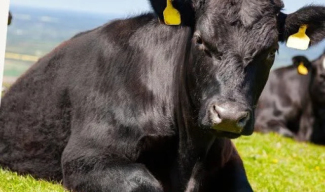 "Kırsalda Bereket"te 9. etap... Gebe düve dağıtımları başlıyor