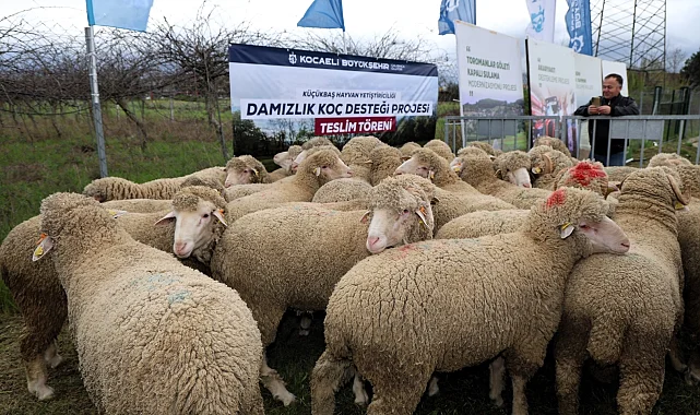 Kocaeli Büyükşehir'den hayvancılığa damızlık koç desteği