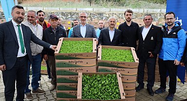 Kocaeli'de çiftçilere sebze fidesi desteği