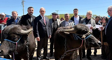Kocaeli'de damızlık mandalar üreticilere teslim edildi