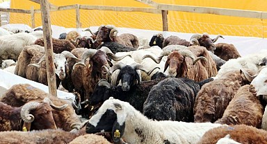 Kurbanlık fiyatları belli oldu