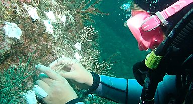 Marmara'da mercan seferberliği! Hasarlı resifler yeniden canlanacak