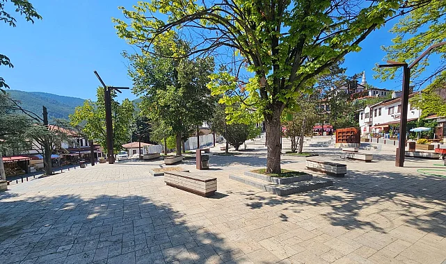 Sakarya Taraklı'da tarihi çınar yeniden hayat buluyor