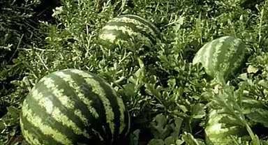 Tarım ÜFE'de yıllık artış yüzde 36,09'a ulaştı