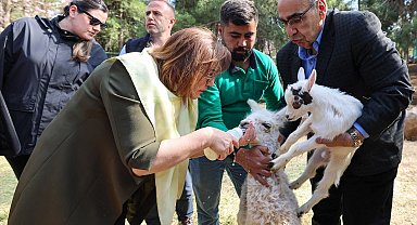 Türkiye'de doğan ilk bebek zürafa ziyaretçilerle buluştu